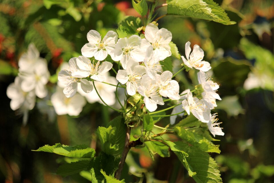 Leaf garden flowers