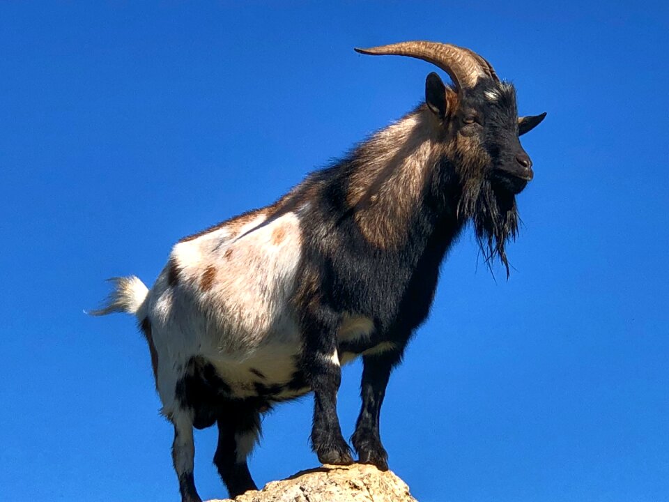 Horns bock livestock