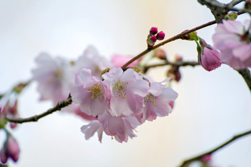 Spring branches pink