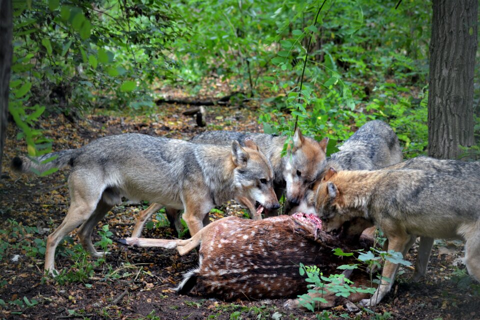Nature animal world fur
