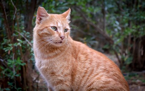 Cat red mackerel photo