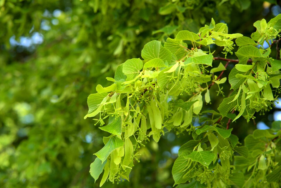 Green spring sunny