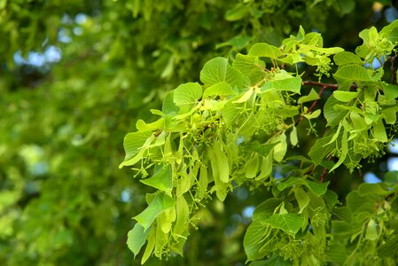Green spring sunny