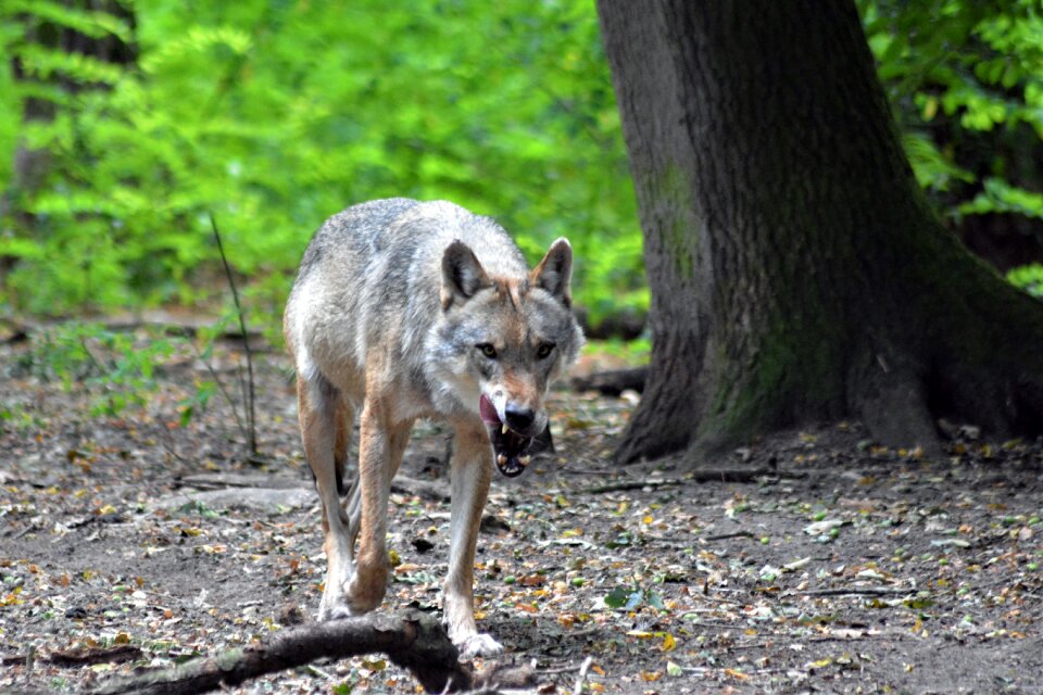 Nature animal world fur