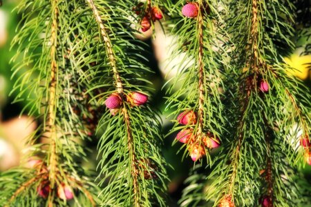 Fir tree pine pine cones photo