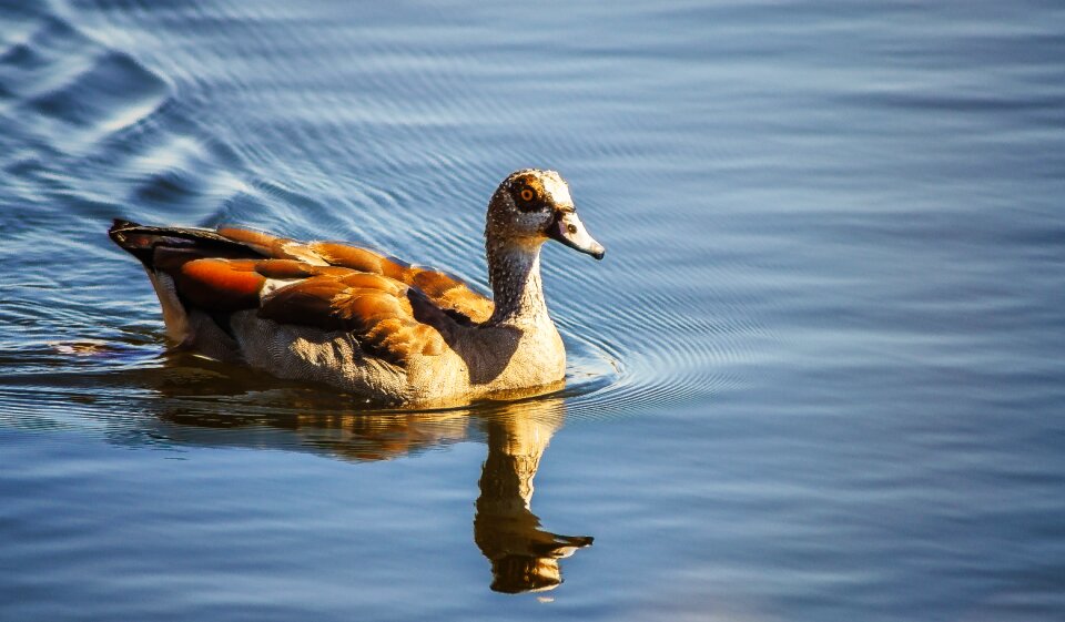 Blue lake pond photo