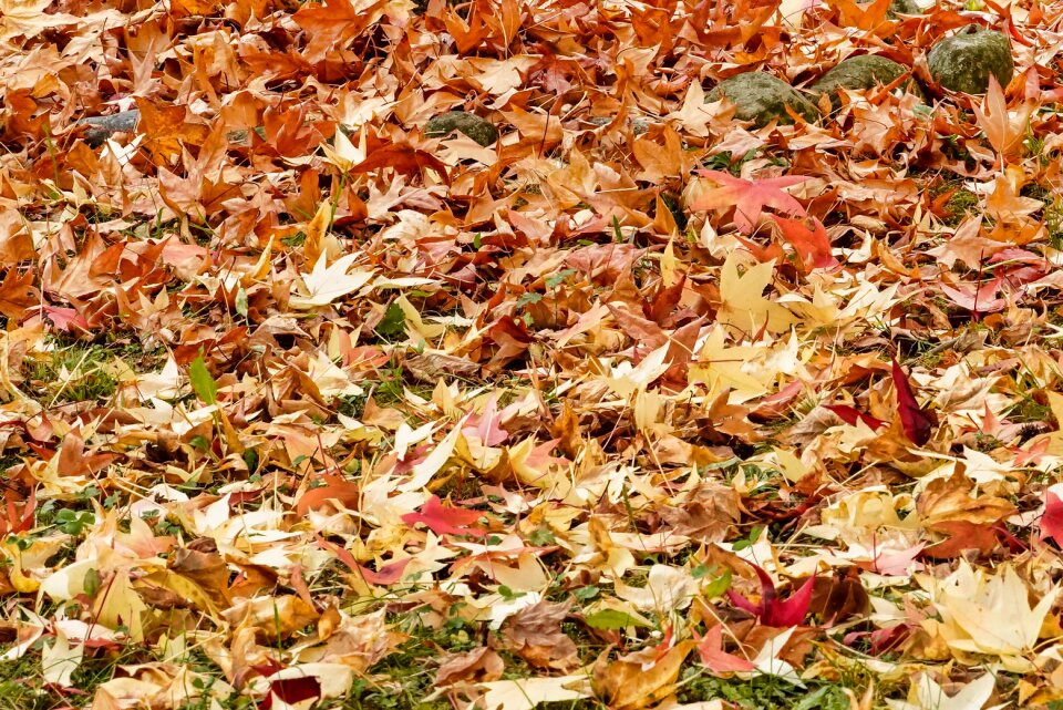 Season vegetable meal