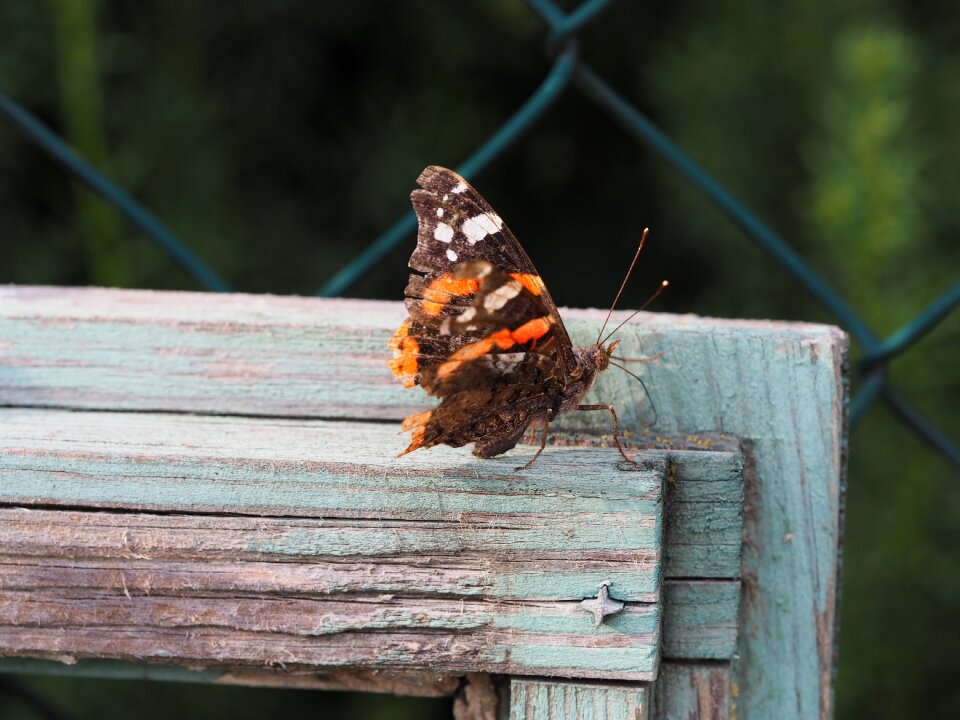 Garden insect wing