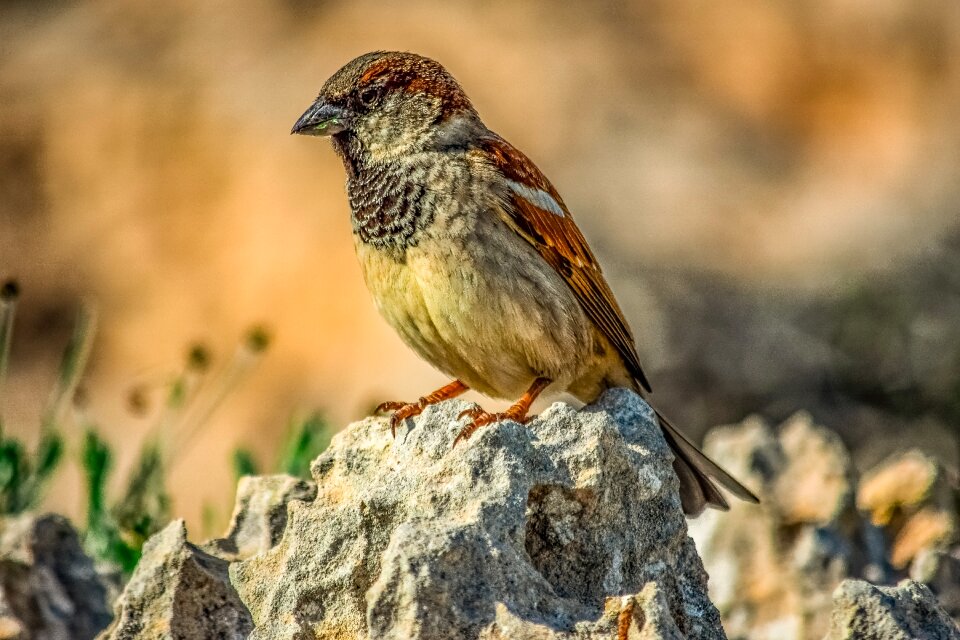 Rock nature wildlife