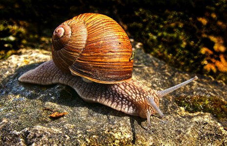 Crawl shell mollusk
