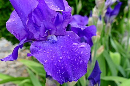 Purple petals detail