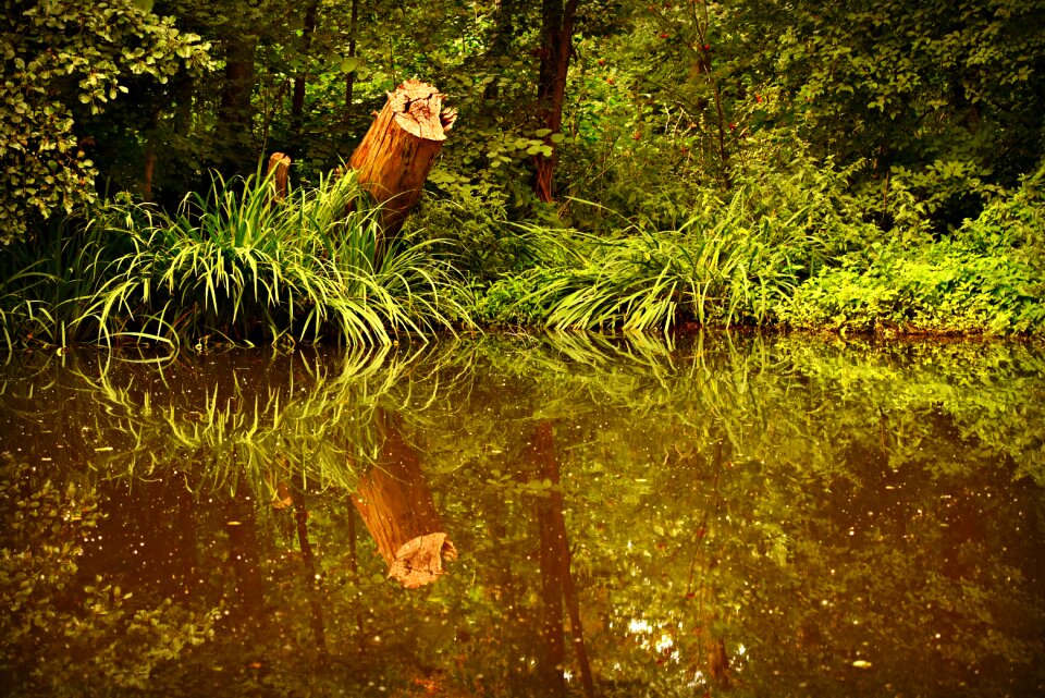 Reflection banks vegetation
