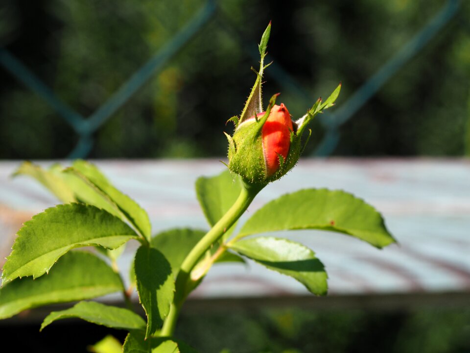 Flower red background