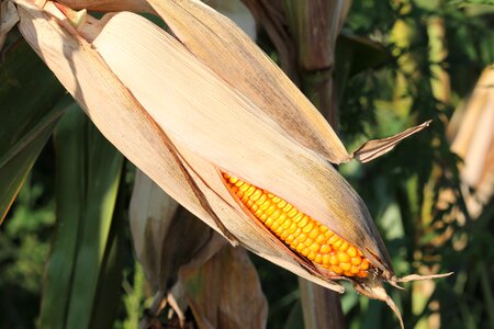 Food agriculture field photo