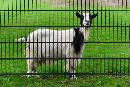 Nanny goat horned ruminant photo