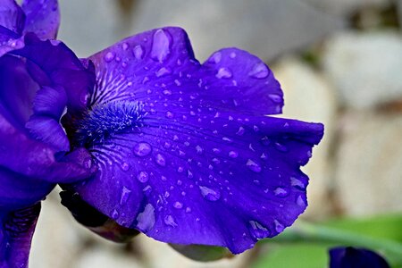 Purple petals detail photo