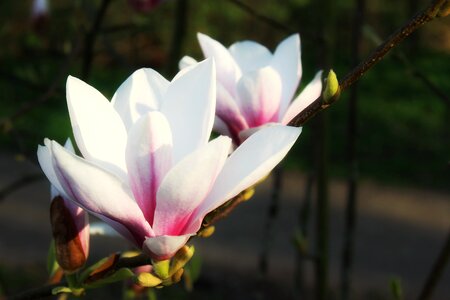 Leaf flowers magnolia photo