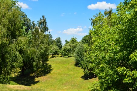 Meadow trees landscape