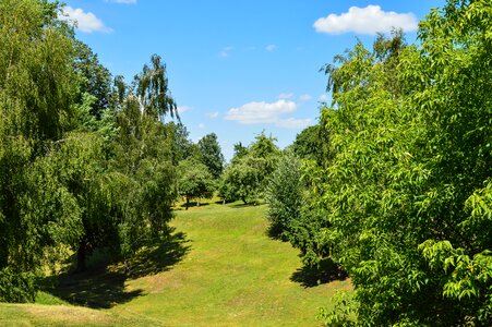 Meadow trees landscape photo