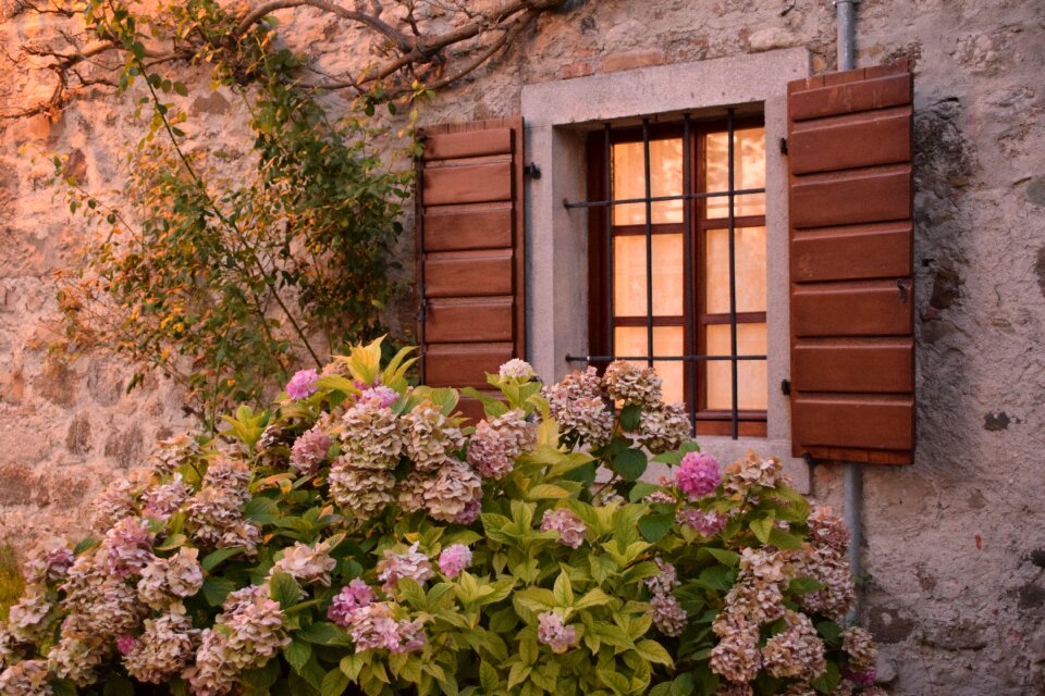 Hydrangea evening romance