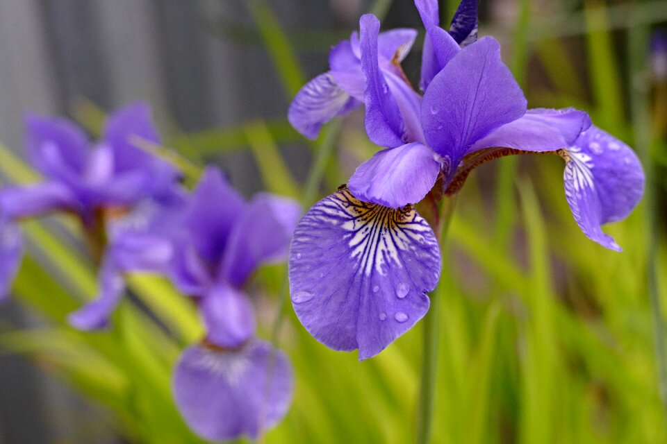 Purple petals detail