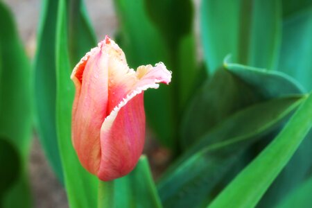 Flower tulip garden photo