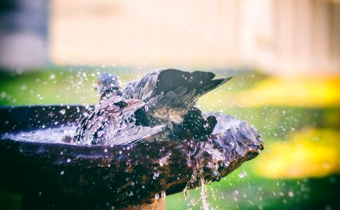 Bird bath water splash