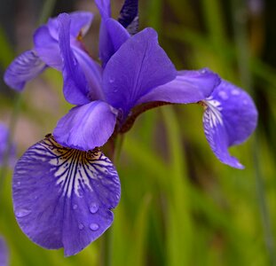 Purple petals detail photo