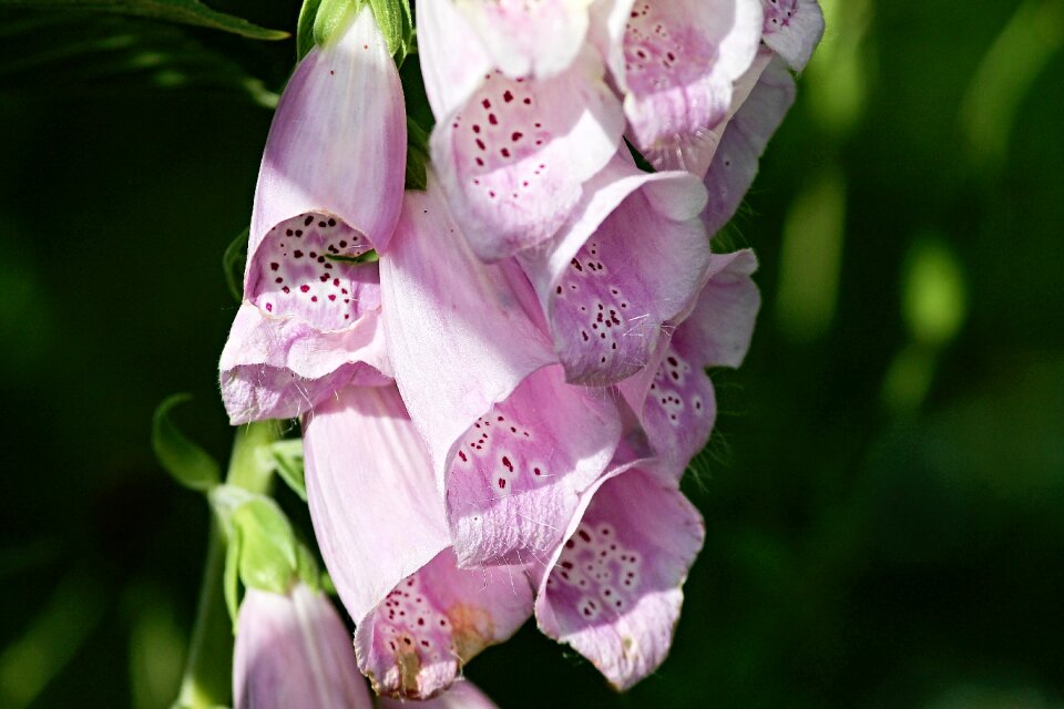 Close up toxic flowers photo