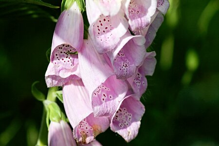 Close up toxic flowers