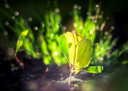 Plant grow wake up