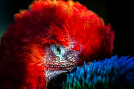 Feathers bright colorful photo