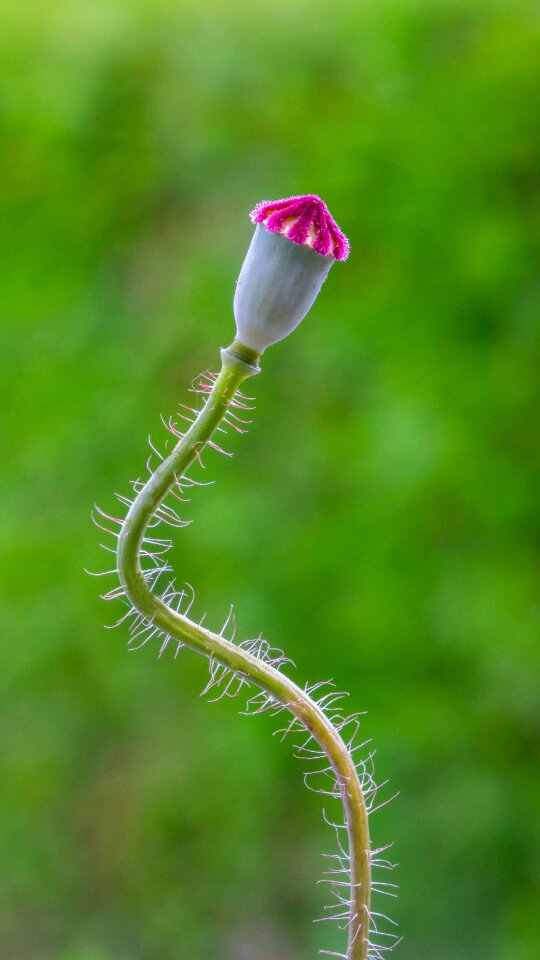 Poppy capsule mohngewaechs klatschmohn