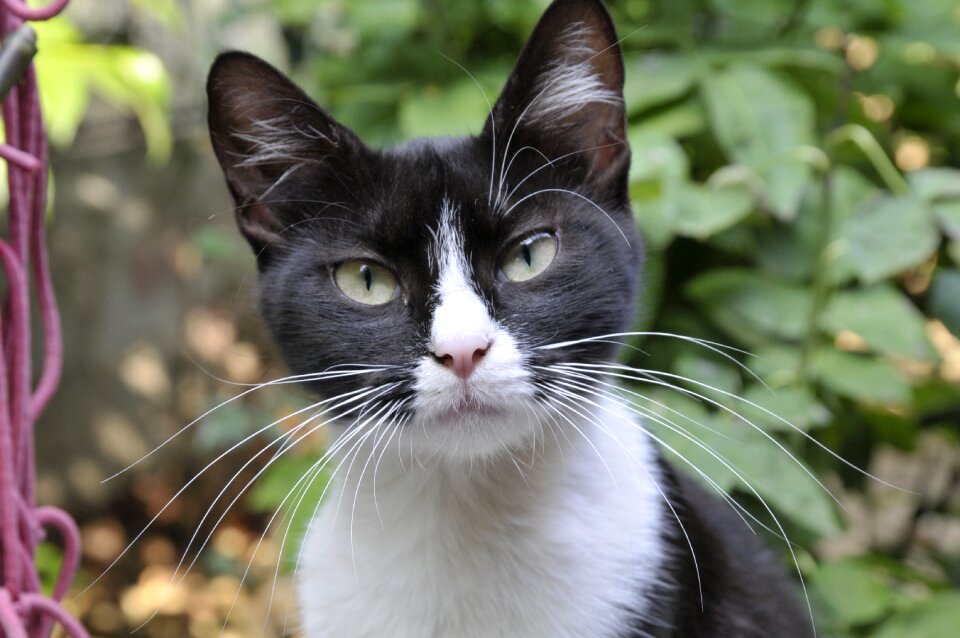 Pet feline tuxedo cat