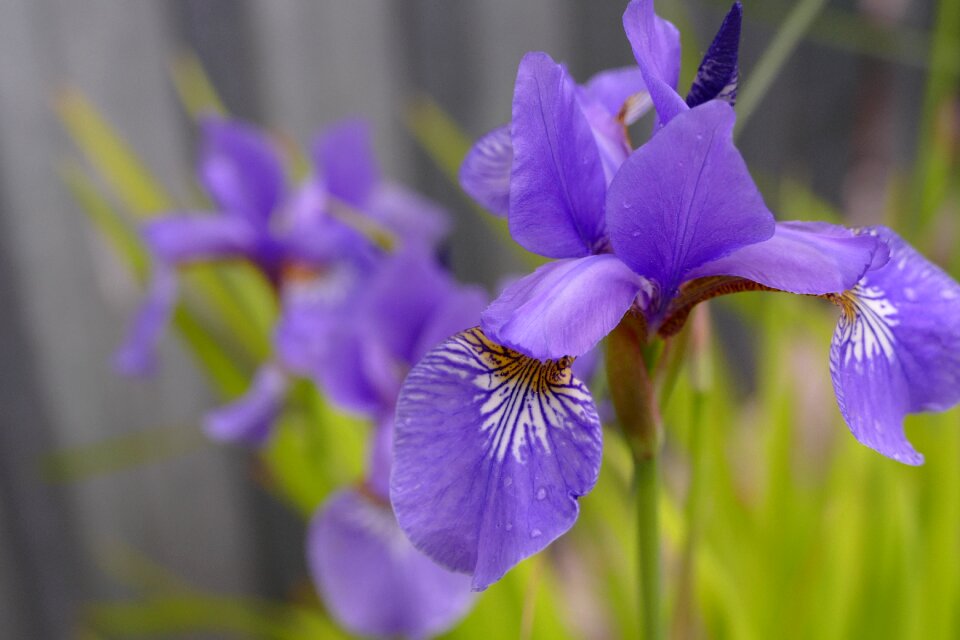 Purple petals detail