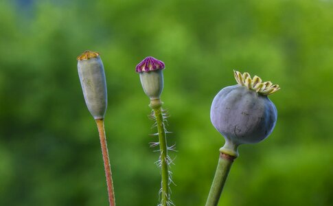 A variety of poppy capsule mohngewaechs klatschmohn photo