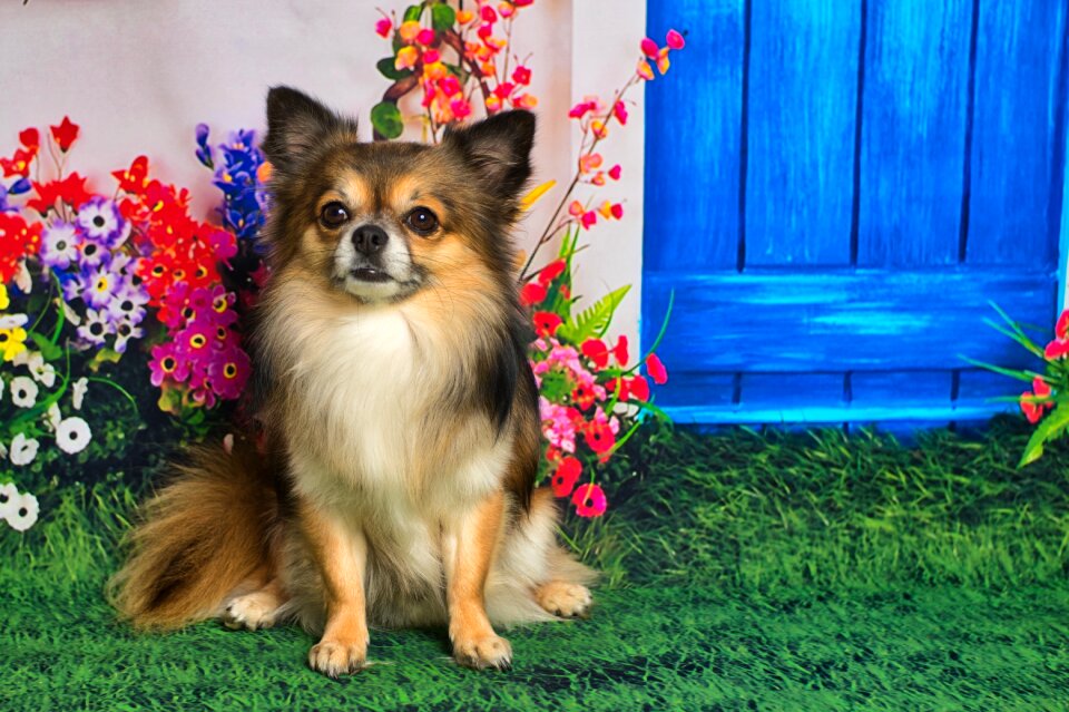 Race chiwawa charming