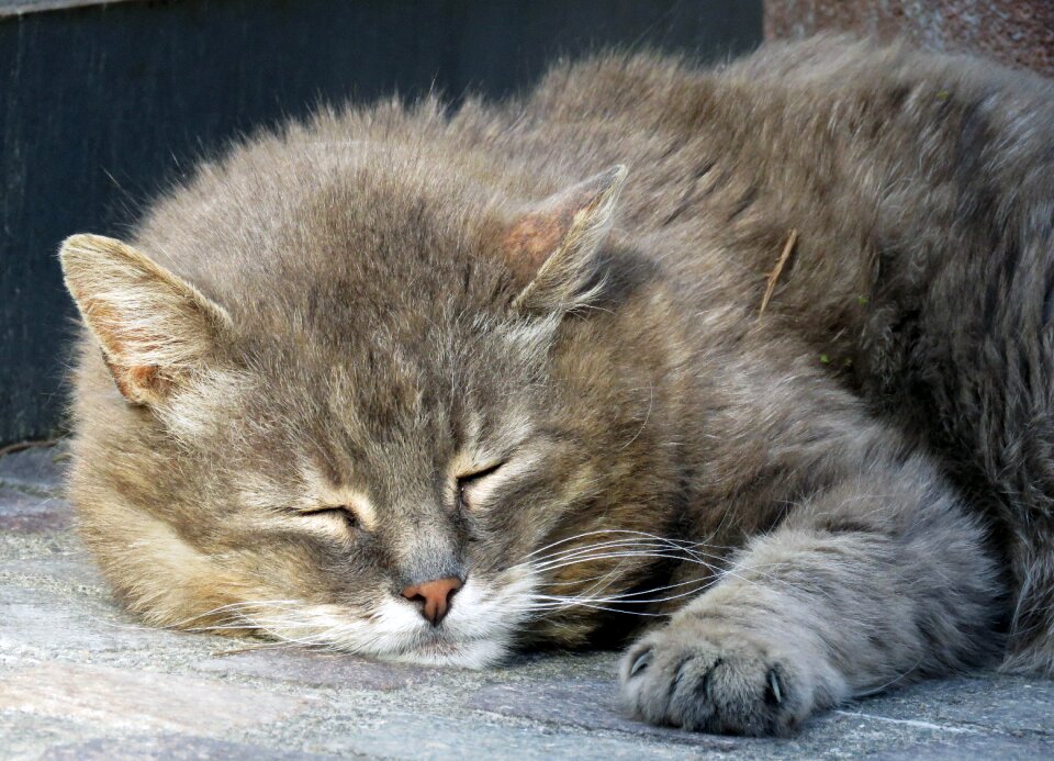 Grey domestic cat paw