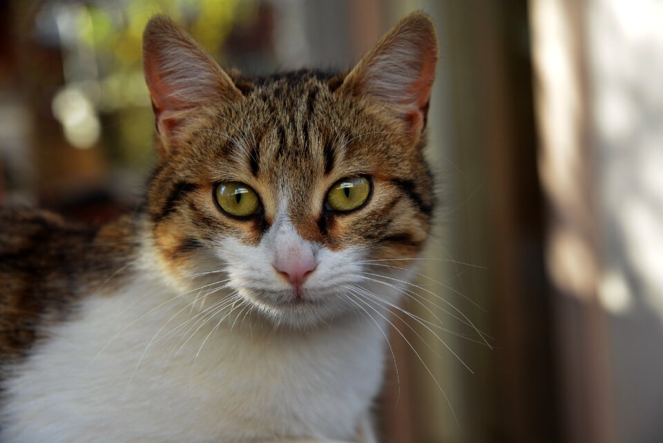 Markings feline animal photo