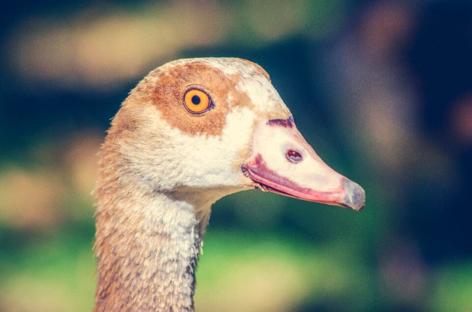 Beak bill eye