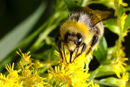 Close up pollen collect photo