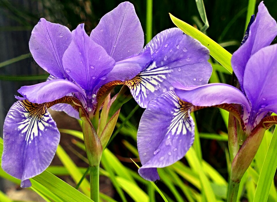 Purple petals detail