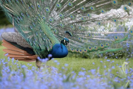 Bird colour garden