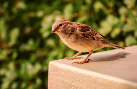 Cute nature animal