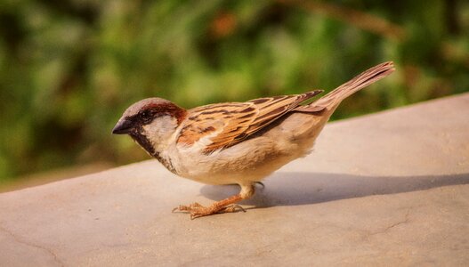 Nature animal plumage