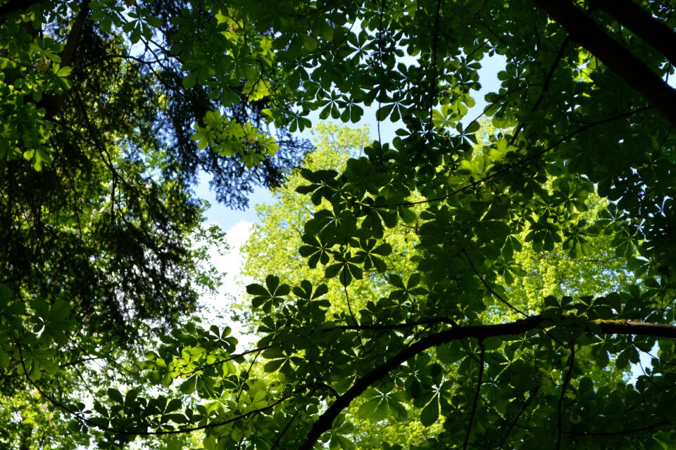 Nature forest glade