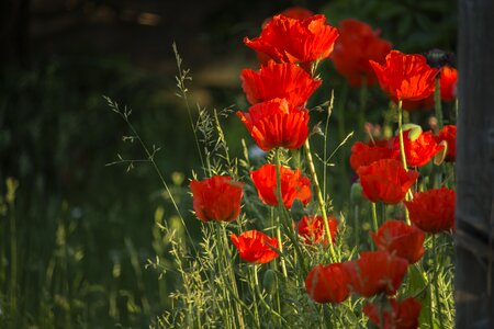 Red nature flower