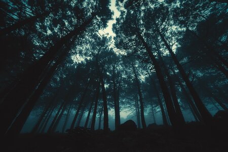 Trees mysterious magic photo