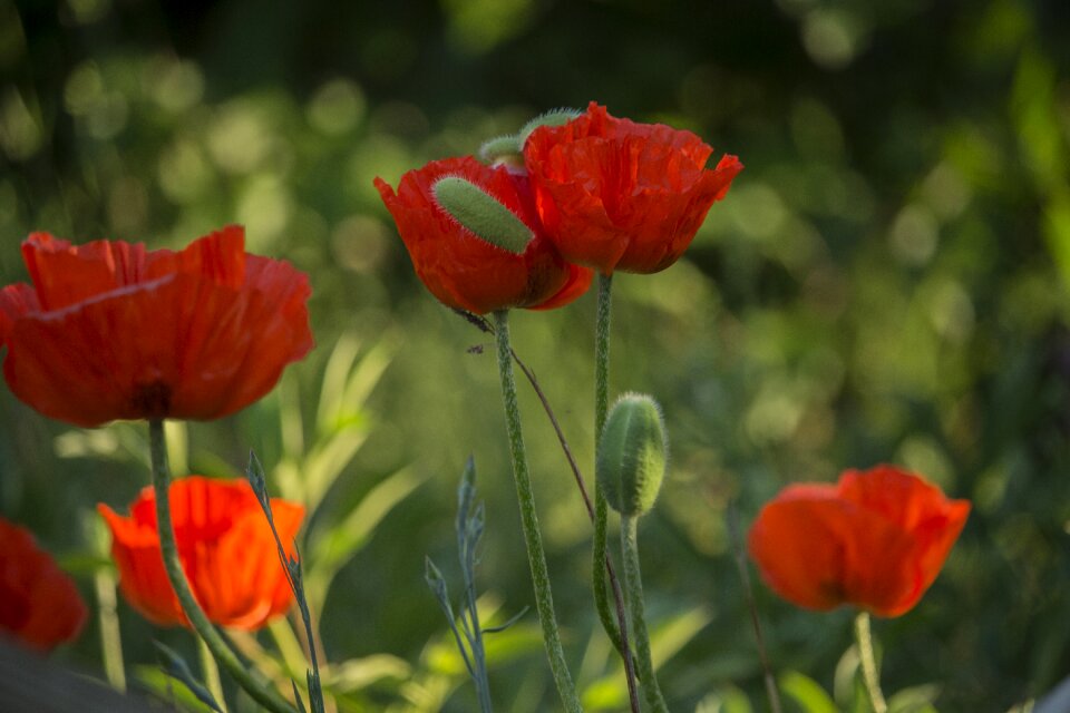 Red nature flower
