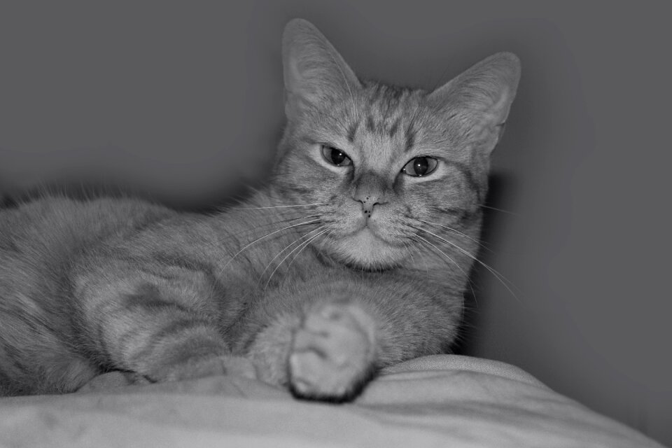 Nice kitten animalia